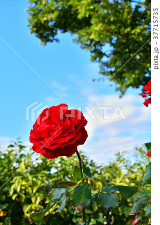 横浜イングリッシュガーデン 37715735