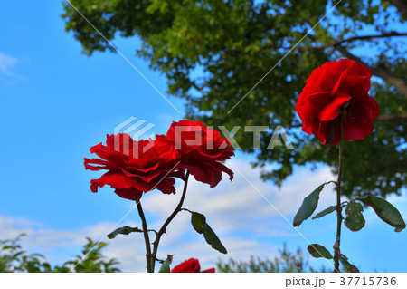 横浜イングリッシュガーデン 37715736