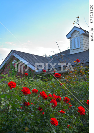 横浜イングリッシュガーデン 横浜イングリッシュガーデン 37715820