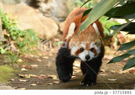 横浜・野毛山動物園のレッサーパンダ 横浜・野毛山動物園のレッサーパンダ 37715893