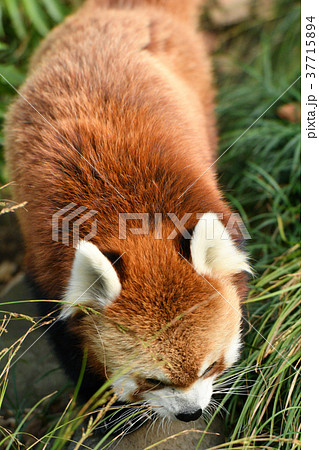 横浜・野毛山動物園のレッサーパンダ 37715894