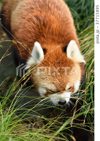 横浜・野毛山動物園のレッサーパンダ 横浜・野毛山動物園のレッサーパンダ 37715895