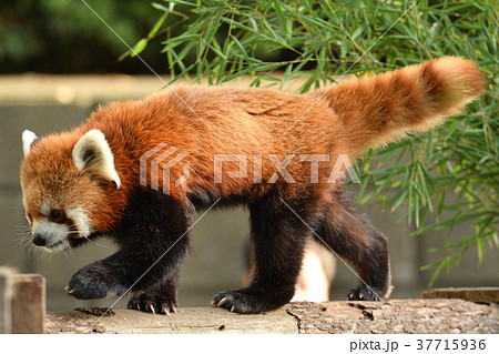 横浜・野毛山動物園のレッサーパンダ 37715936