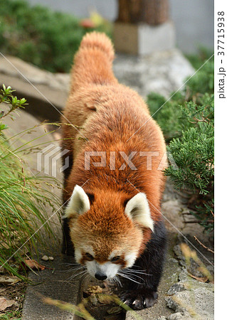 横浜・野毛山動物園のレッサーパンダ 横浜・野毛山動物園のレッサーパンダ 37715938