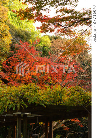 横浜・野毛山公園 37716047