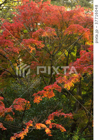 横浜・野毛山公園 37716048
