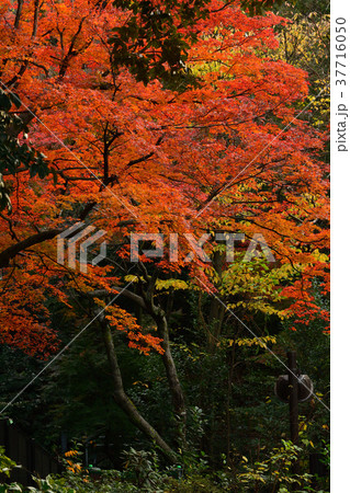 横浜・野毛山公園 横浜・野毛山公園 37716050