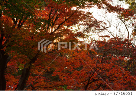 横浜・野毛山公園 37716051