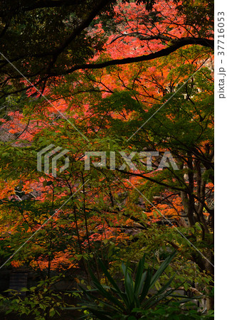 横浜・野毛山公園 37716053