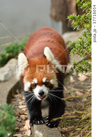 横浜・野毛山動物園のレッサーパンダ 37716054