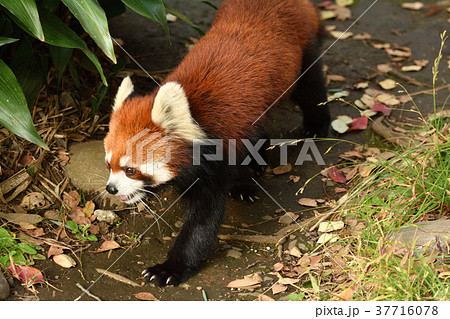 横浜・野毛山動物園のレッサーパンダ 横浜・野毛山動物園のレッサーパンダ 37716078
