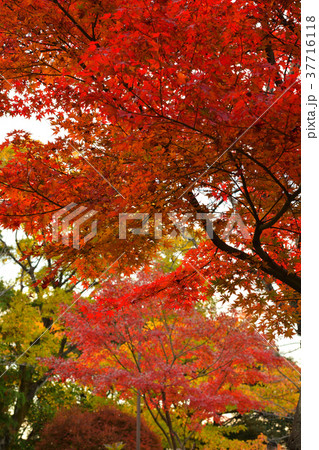 横浜・野毛山公園 37716118