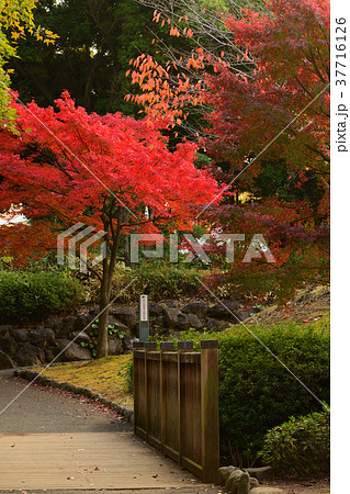 横浜・野毛山公園 37716126
