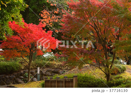 横浜・野毛山公園 37716130