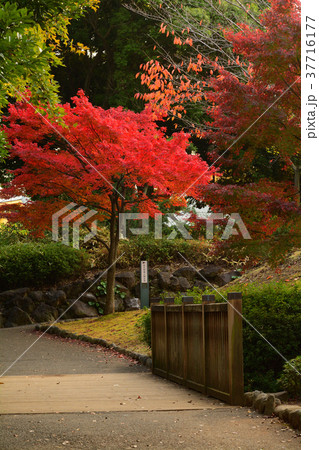 横浜・野毛山公園 37716177
