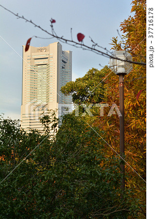 横浜・野毛山公園 37716178