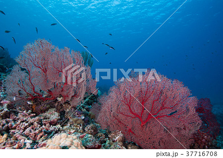 イソバナ 37716708