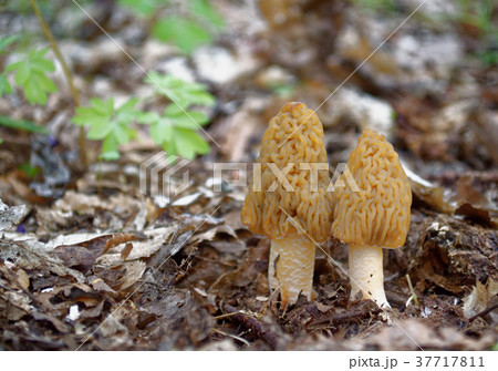 Two morels mushrooms closeup 37717811