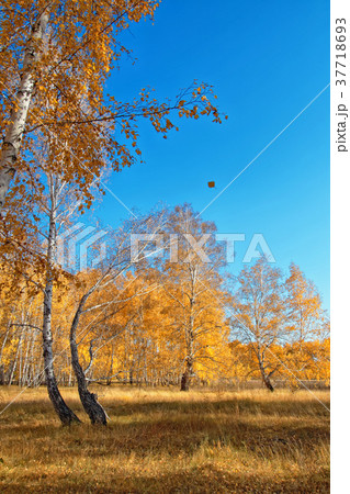 Autumn in the birch forest Autumn in the birch forest 37718693