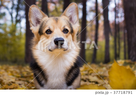 Dog on a walk in a beautiful autumn forest. Dog on a walk in a beautiful autumn forest. 37718791