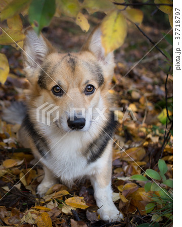 Dog on a walk in a beautiful autumn forest. Dog on a walk in a beautiful autumn forest. 37718797