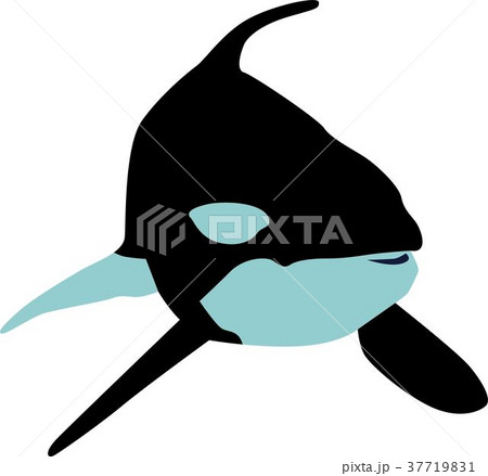 シャチのイラスト素材