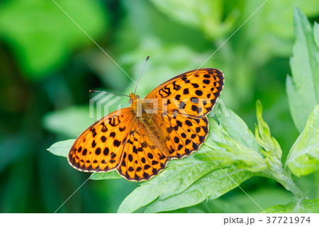 コヒョウモン 37721974