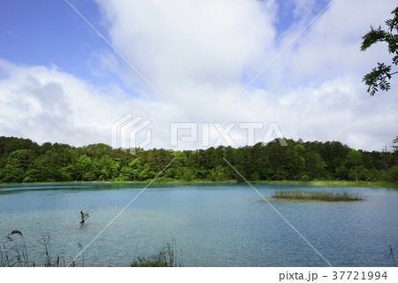 五色沼の中で青く透明度が高い湖沼で湖底にウカミカマゴケのマットが大きく発達している弁天沼（銅沼系） 37721994