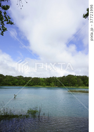 五色沼の中で青く透明度が高い湖沼で湖底にウカミカマゴケのマットが大きく発達している弁天沼(銅沼系) 五色沼の中で青く透明度が高い湖沼で湖底にウカミカマゴケのマットが大きく発達している弁天沼(銅沼系) 37721996