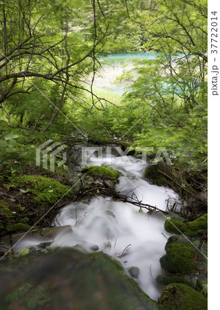 五色沼の中で青く透明度が高い青沼（銅沼系）に流れる清らかな水 37722014