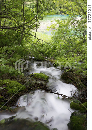 五色沼の中で青く透明度が高い青沼（銅沼系）に流れる清らかな水 37722015