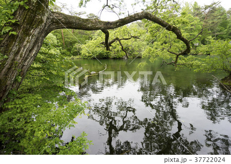 柳沼Yanagi-numa Pond（五色沼） 37722024