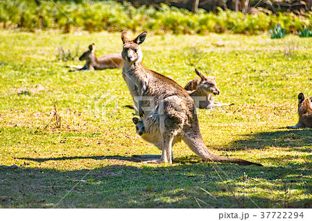 カンガルー　お腹から顔を出す赤ちゃん 37722294