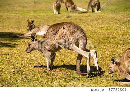 ゆっくり歩くカンガルー 37722301