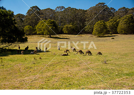 野生カンガルーの世界 37722353