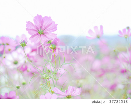 ピンクコスモスの花畑の写真素材