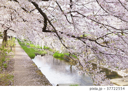 夙川公園の満開の桜、兵庫県西宮市にて 37722554
