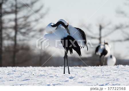 タンチョウ 毛づくろい タンチョウ 毛づくろい 37722568