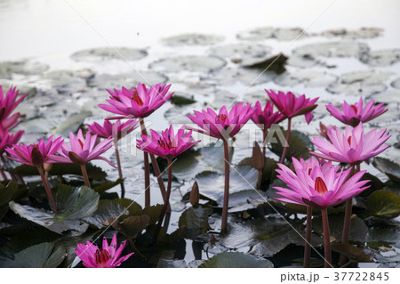 pink lotus on pond pink lotus on pond 37722845