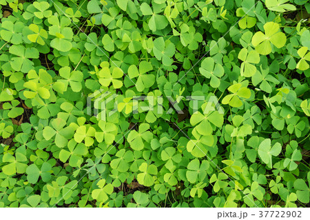 Wood sorrel on the forest floor 37722902