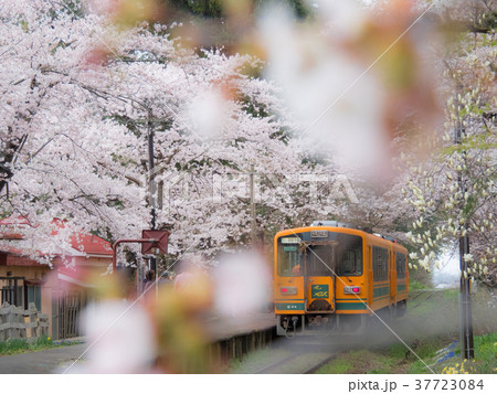 桜のトンネル（青森／芦野公園駅） 37723084