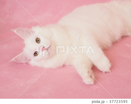 振り向いたメインクーンの子猫 37723595