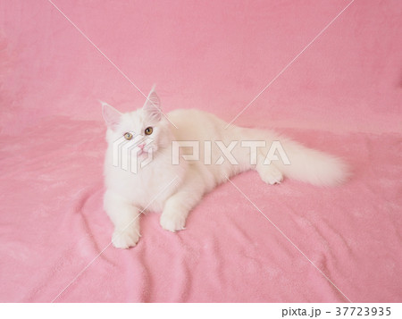 振り向いたメインクーンの子猫 37723935