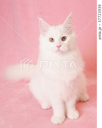 お座りした白い猫 お座りした白い猫 37723936