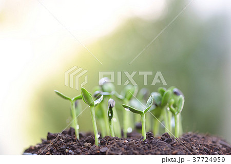 New life growing Sunflower sprout New life growing Sunflower sprout 37724959