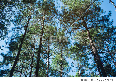 the nature background of pine forest up view 37725474