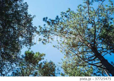 the nature background of pine forest up view 37725475
