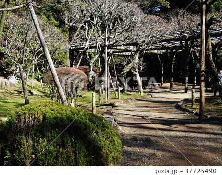 公園散策 37725490