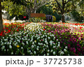 Flowers. 37725738