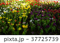 Tulips blossom in the park. 37725739